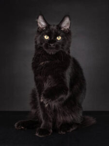 The purpose of this image is to show how to look Black Maine Coon