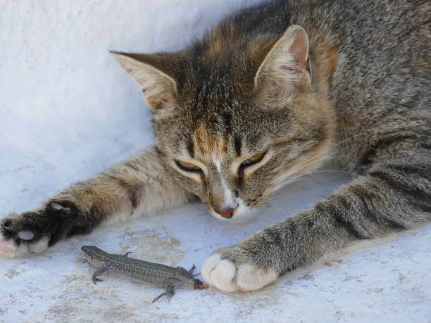 The  purpose of this image is to show how to look Can Cats Eat Lizards
