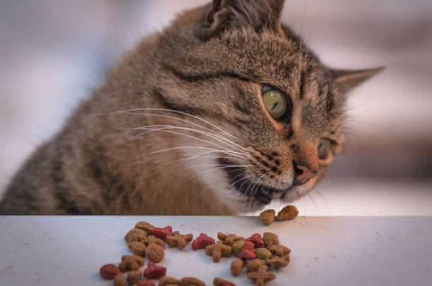 The purpose of this image is to show how to look Can Cats Eat Beans