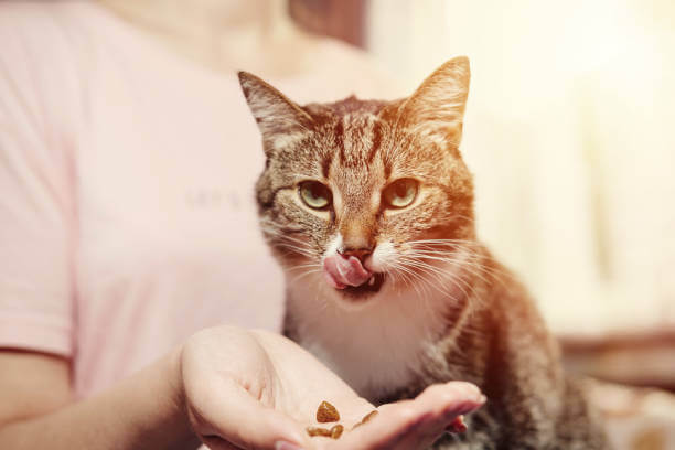 The purpose of this image is to show how to look Can Adult Cats Eat Kitten Food?