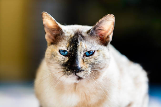 The purpose of this image is to show how to look Tortie Point Siamese Cat breed