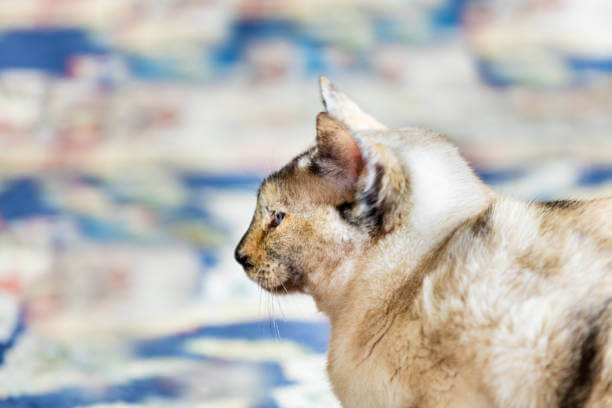 The purpose of this image is to show how to look Tortie Point Siamese Cat breed