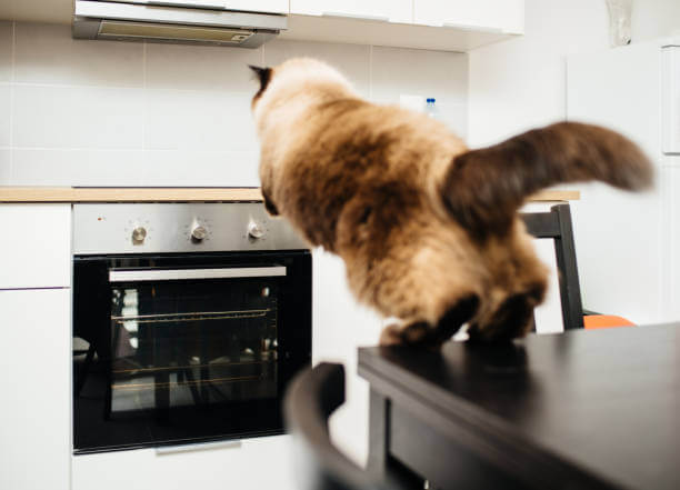The purpose of this image is to show how to look Protect Your Cat from a Hot Stove