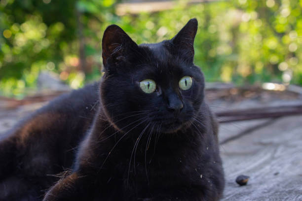 Bombay Cat Vs Black Cat: The Differences - Cat Lover