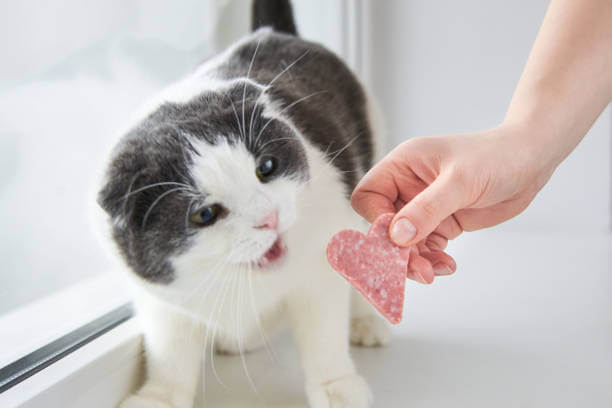 The purpose of this image is to show how to look Cats Eat Pepperoni