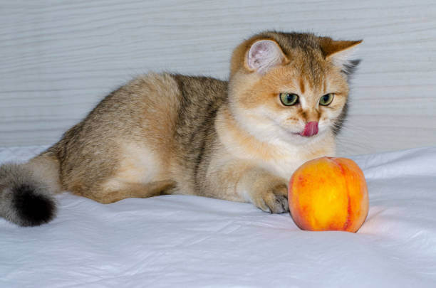 The purpose of this image is to show how to look Can Cats Eat Peaches