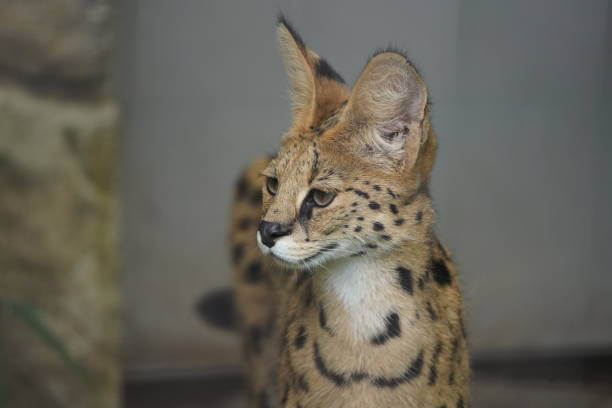 The purpose of this image is to show how to look F5 Savannah Cat