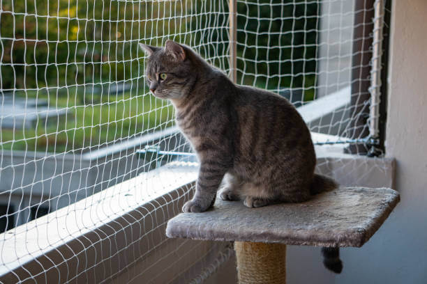 The purpose of this image is to show how to look Ways to Cat Proof a Fence
