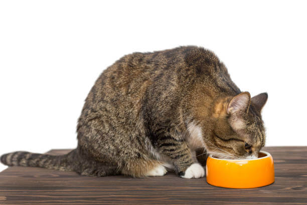 The purpose of this image is to show how to look Dry Cat Foods Soft