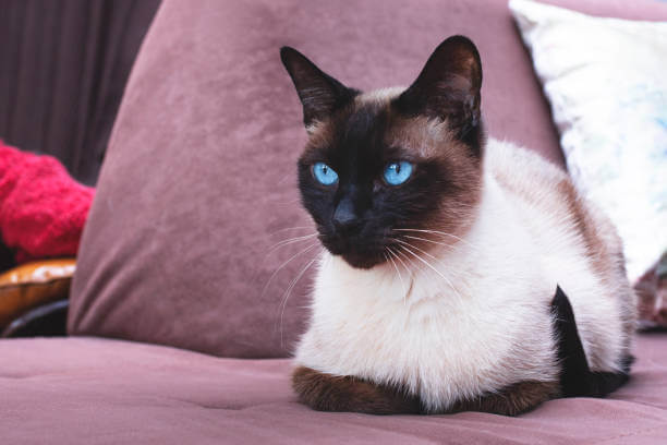 The purpose of this image is to show how to look Seal Point Siamese Cats
