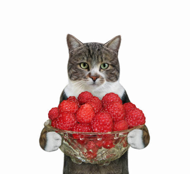 The purpose of this image is to sow how to look Can Cats Eat Raspberries