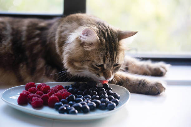 The purpose of this image is to sow how to look Can Cats Eat Raspberries