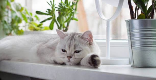 The purpose of this image is to show how to look White British Shorthair Cat