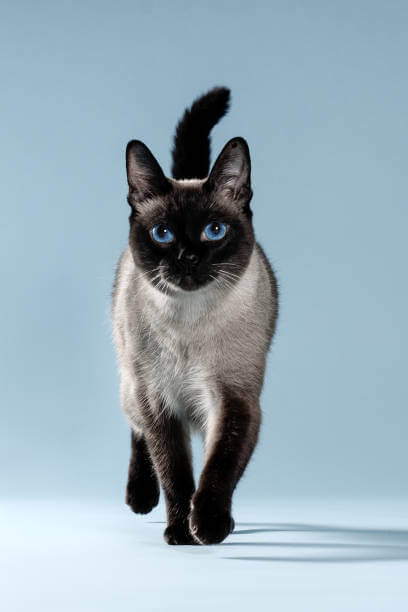 The purpose of this image is to show that how to look Blue Point Siamese cat 