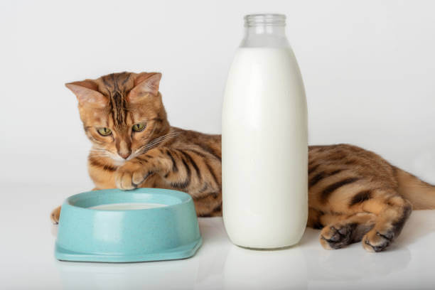 The purpose of this image is to show how to look Cats Drink Almond Milk?