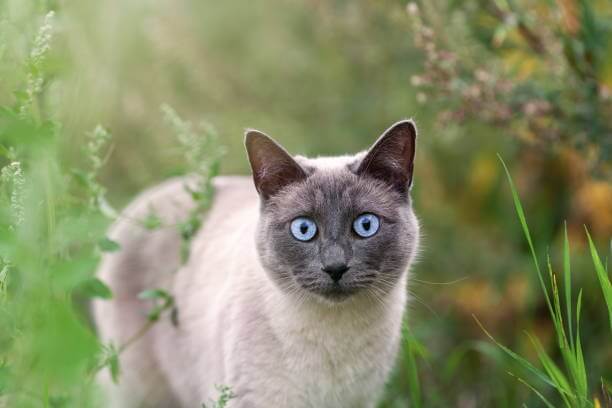 The purpose of this image is to show that how to look Blue Point Siamese cat