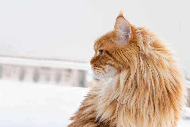 The purpose of this image is to show how to look European Maine Coon vs American Maine Coon
