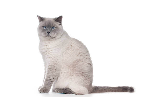 The purpose of this image is to show how to look 12 Cat Breeds That Shed