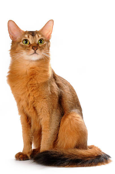 The purpose of this image is to show how they look 12 Cat Breeds That Shed the Least