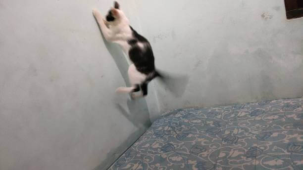 The purpose of this image is to show how to look Cat Try to Climb Walls