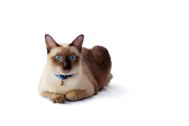 The purpose of this image is to show that how to look Blue Point Siamese cat