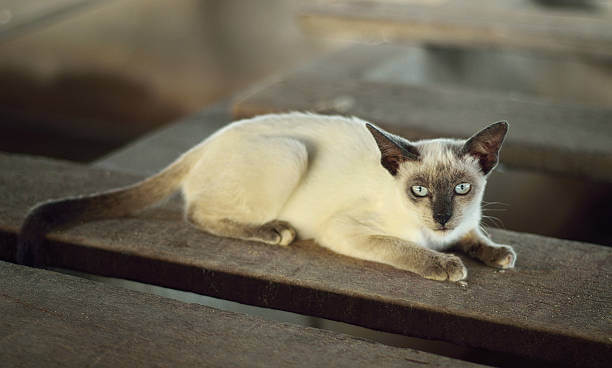The purpose of this image is to show how to look Applehead Siamese cats