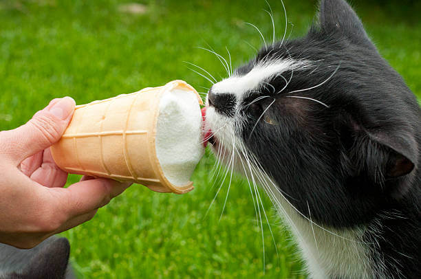 The purpose of this image is to show how to look Homemade Cat Ice Cream