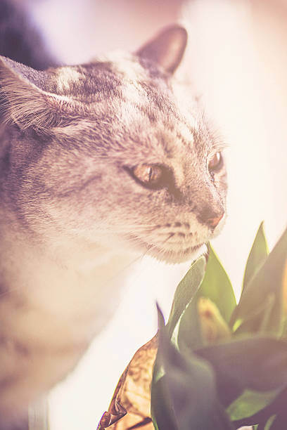 The purpose of this image is to show how to look Plants Poisonous to Cats