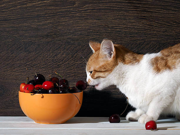 The purpose of this image is to show how to look Can Cats Eat Cherries