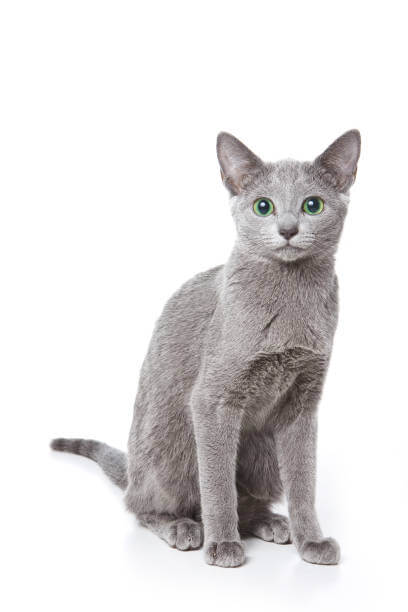 The purpose of this image is to show how to look 10 Hypoallergenic Cat Breeds