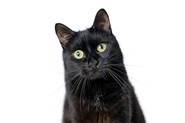 The Purpose of this image is to show how to look Bombay Cat vs Black Cat