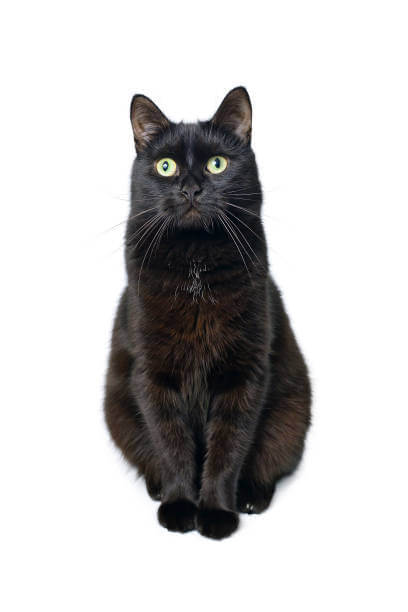The Purpose of this image is to show how to look Bombay Cat vs Black Cat