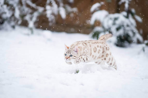 The purpose of this image is to show how to look Snow Bengal Cat 
