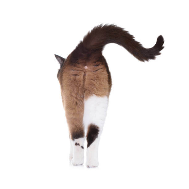 The purpose of this image is to show how to look  Cats Put Their Butt in Your Face?