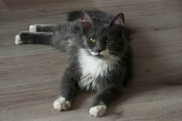 The purpose of this image is to show how to look Are Maine Coon Cats Hypoallergenic