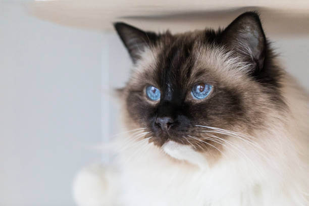 The purpose of this image is to show how to look Seal Point Ragdoll Cat 