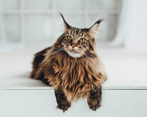 The purpose of this image is to show how to look Maine Coon Size