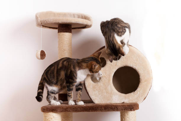 The purpose of this image is to show how to look Cat Castles