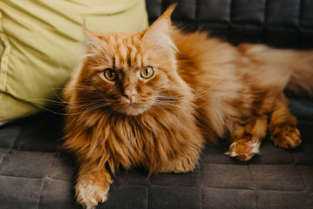 The purpose of this image is to show how to look Orange Maine Coon Cat