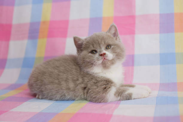 The purpose of this image is to show how to look Scottish Fold Munchkin Mix Cat Breed 