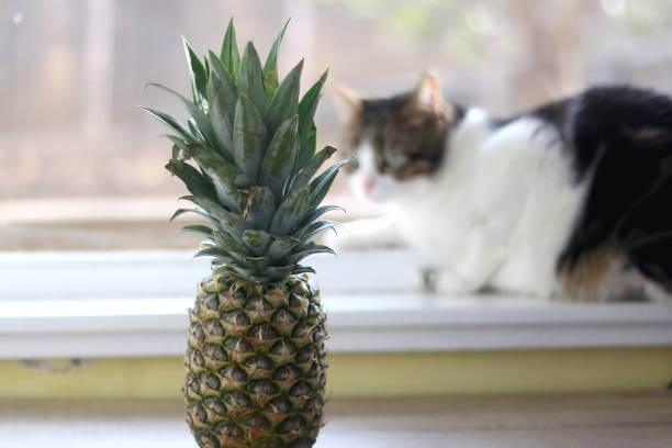 The purpose of this image is to show how to look Cats Eat Pineapple