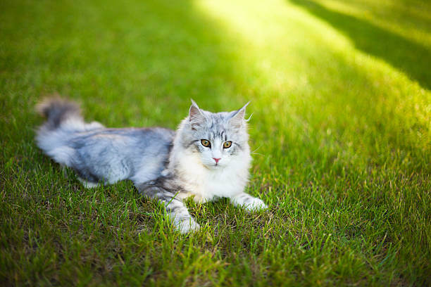 The purpose of this image is to show how to look Maine Coon Cat
