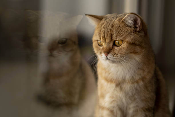 The purpose of this image is to show how to look Golden British Shorthair Cat