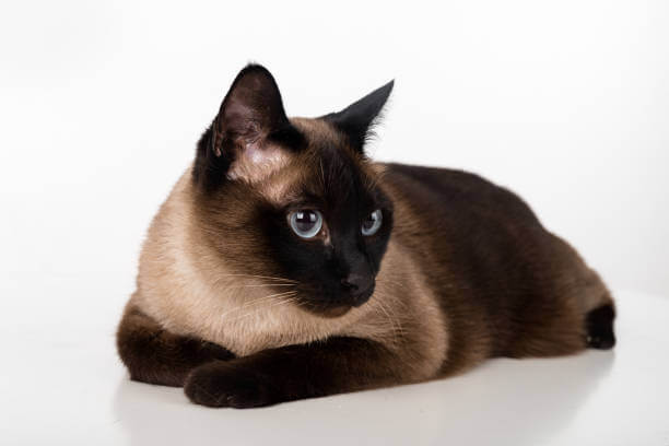 The purpose of this image is to show how to look Chocolate Point Siamese Cat