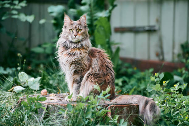 The purpose of this image is to show how to look Maine Coon Cat