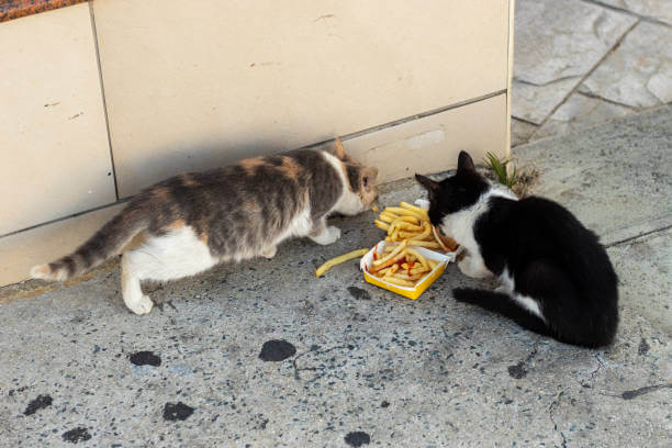 The purose of this image is to show how to look Cats Eat French Fries