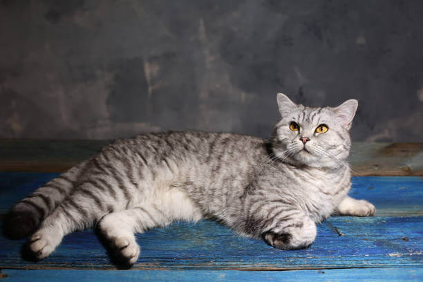 The purpose of this image is to show how to look Silver Tabby Cats
