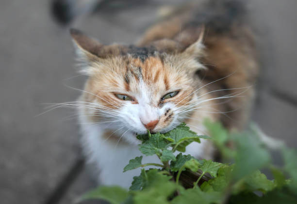 The purpose of this image is to show how to look Cats Eat Cilantro
