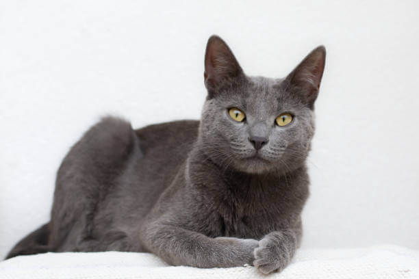 The purpose of this image is to show how to look Russian Blue a hypoallergenic cat