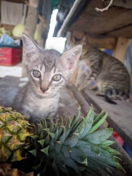 The purpose of this image is to show how to look Cats Eat Pineapple